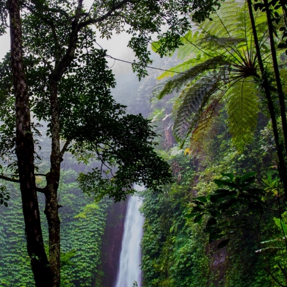 5bf1959f11bde2d2e45464ad_Optimized-Costa Rica Rainforest Welcome Email